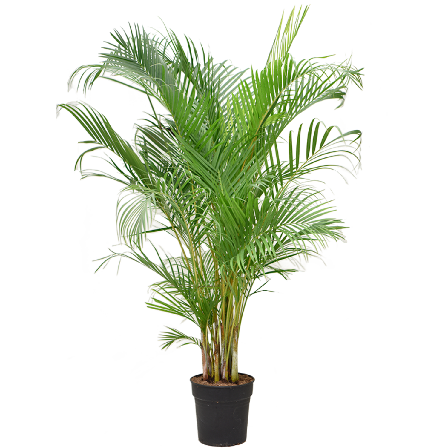grünlilie online bestellen Grünlilie | Chlorophytum comosum