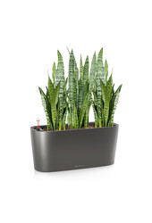 Sansevieria Zeylanica im Selbstversorger-Delta
