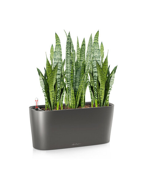 Lechuza Lechuza | Sansevieria