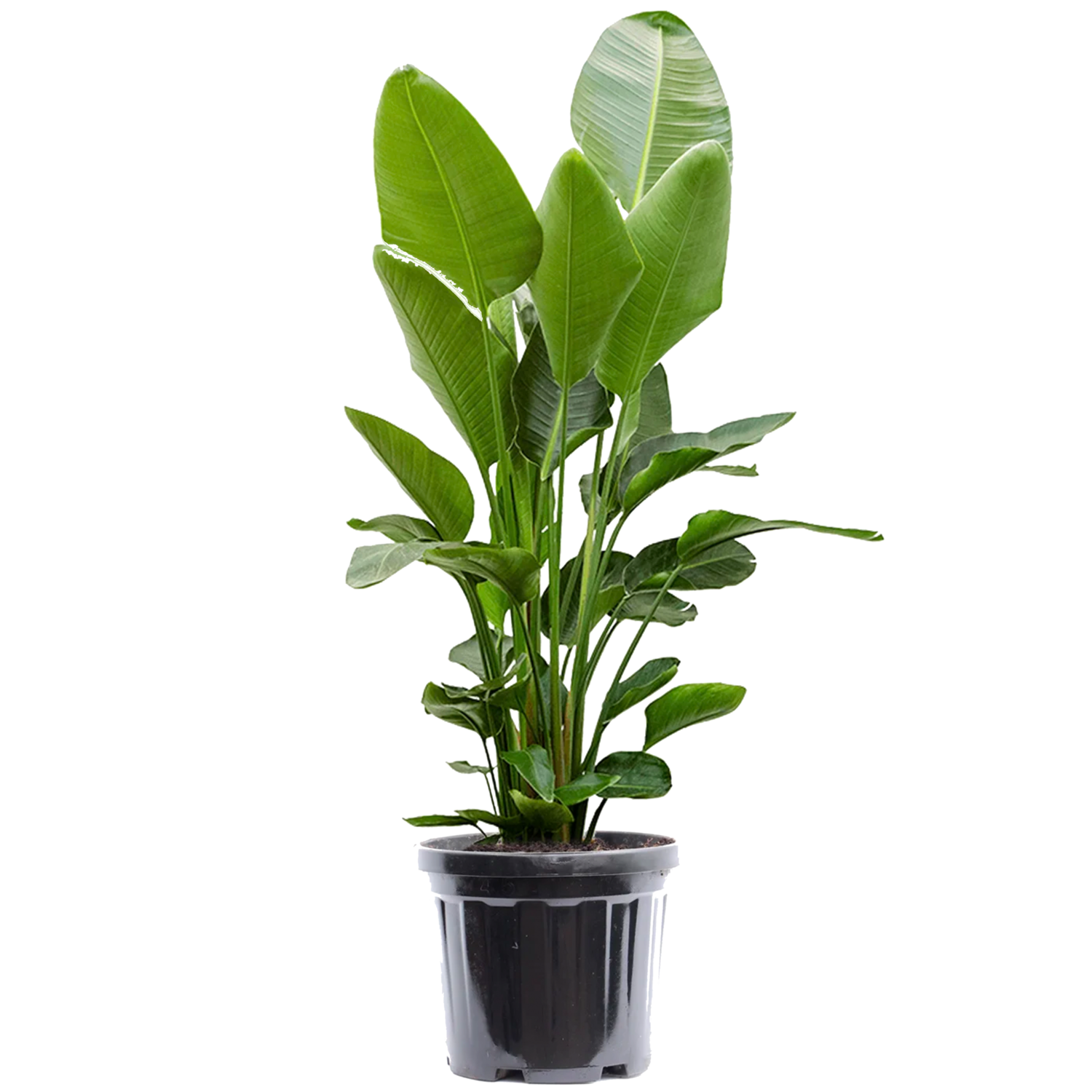 Mchten Sie Ihre Strelitzia Nicolai XL kaufen? - www.fleurdirect.com