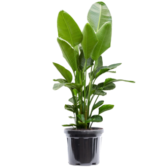 weihnachtsstern wann kaufen Große Weihnachtssternblume (Poinsettia) kaufen main image 0