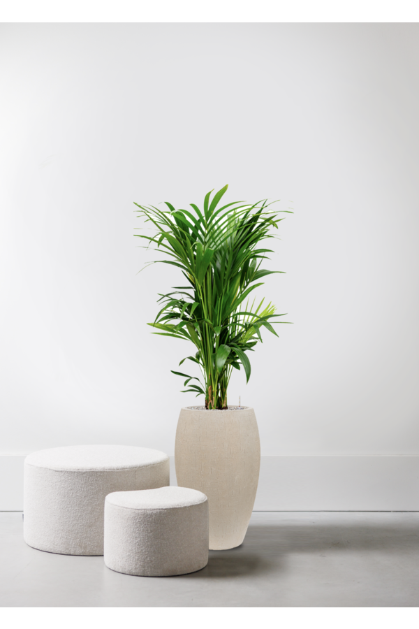 Kentia Palm in Emperor Beige 170/37