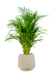 Goldpalme in Darcy Beige