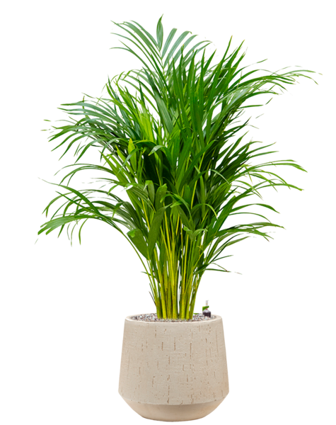 Baq Raindrop | Areca