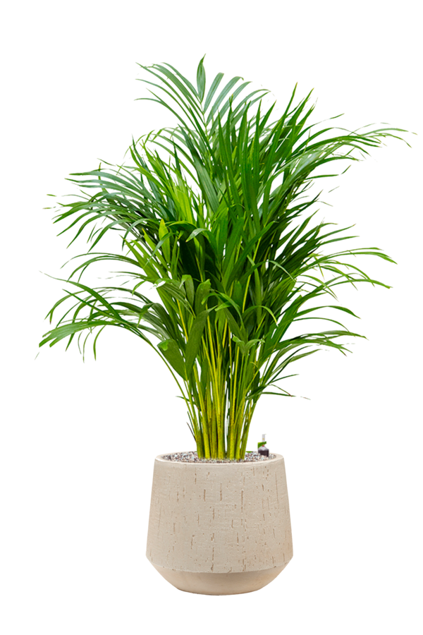 Goldpalme in Darcy Beige