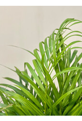 Goldpalme in Darcy Beige