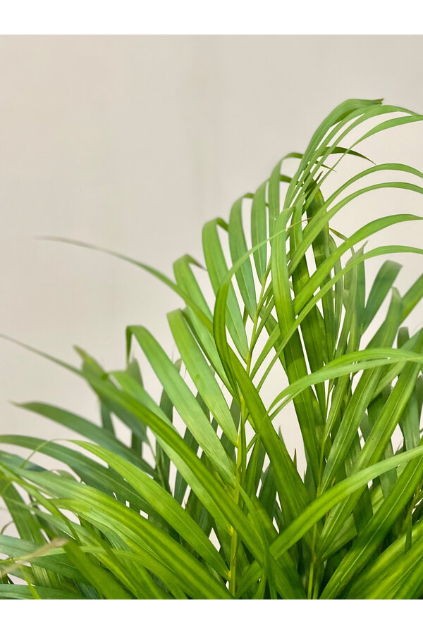 Goldpalme in Darcy Beige