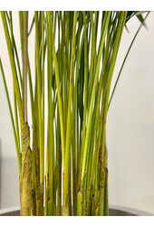 Goldpalme in Darcy Beige