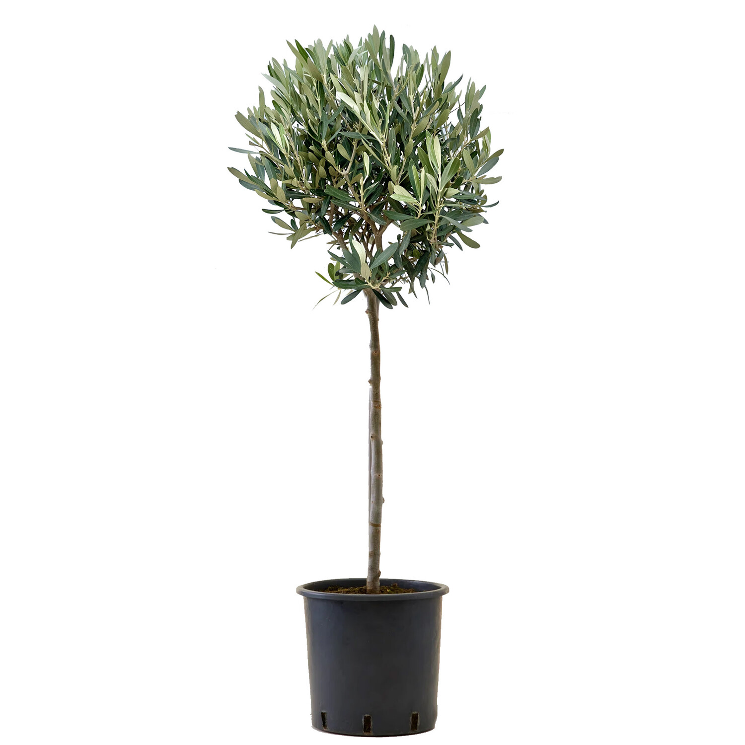 thuja urtinktur anwendungsgebiete Pflger Thuja extern Tinktur Thuja occidentalis Urtinktur, 20 ml