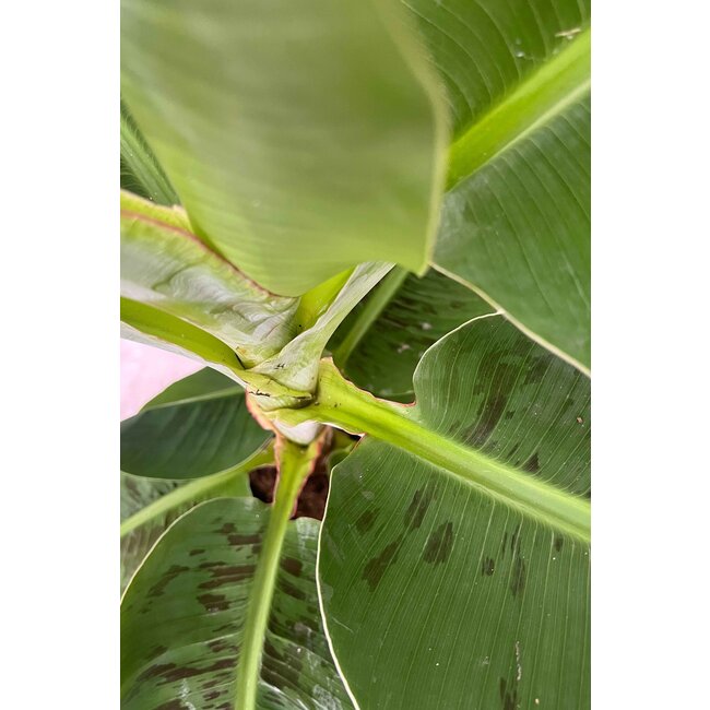 Bananenpflanze im Greenville-Topf M