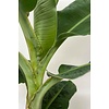 Bananenpflanze im Greenville-Topf M