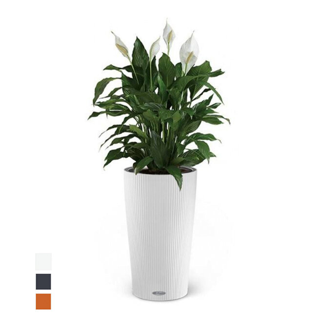 Einblatt Spathiphyllum im selbstbewässernden Cilindro