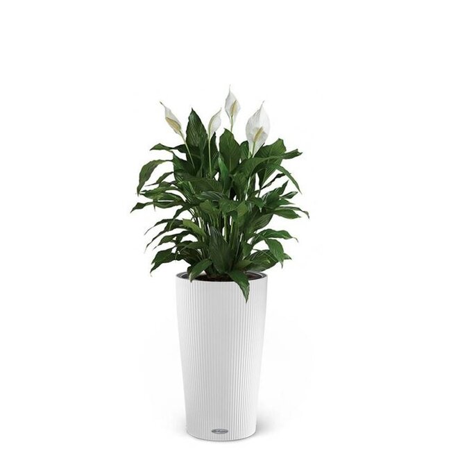 Einblatt Spathiphyllum im selbstbewässernden Cilindro