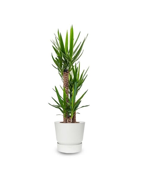 Elho Elho | Yucca