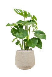 Monstera in Darcy Beige