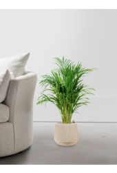 Goldpalme in Darcy Beige