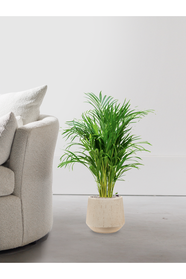 Goldpalme in Darcy Beige