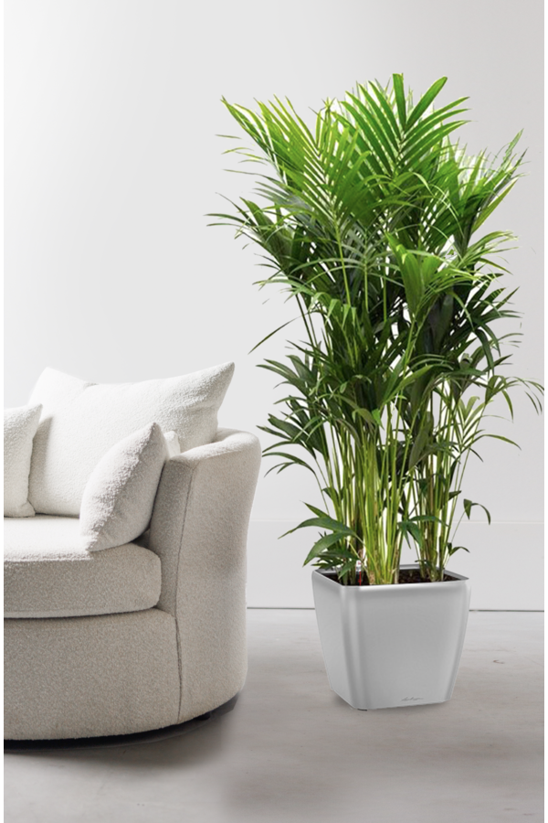 Kentia-Palme in selbstbewässerndem Quadro