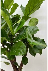 Ficus Lyrata Geigenfeige  in Forli XXL