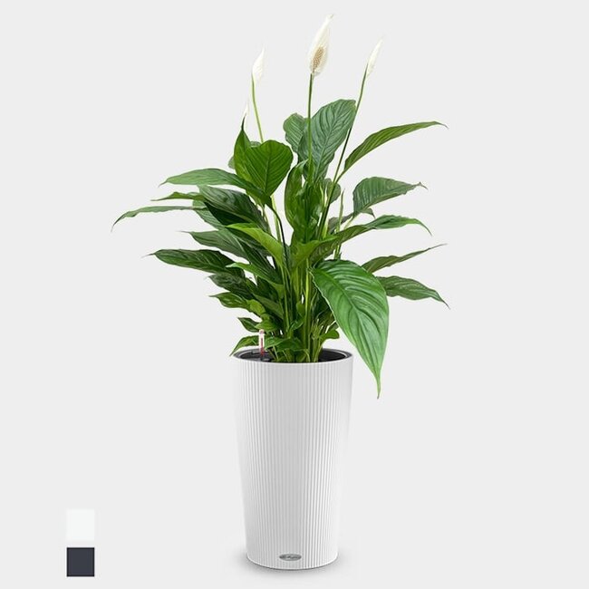 Einblatt Spathiphyllum im Cilindro All Inclusive