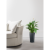 Einblatt Spathiphyllum im Cilindro All Inclusive