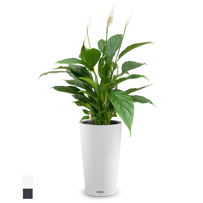 Einblatt Spathiphyllum im Cilindro All Inclusive