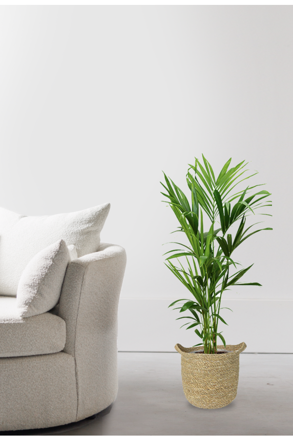 Kentia-Palme im Nelis-Naturtopf