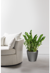 Zamioculcas in Selbstbewässerung Classico