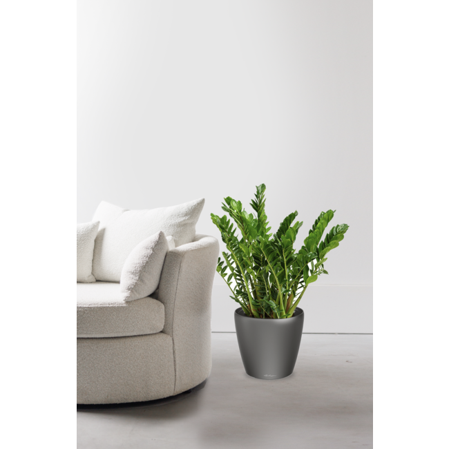 Zamioculcas in Selbstbewässerung Classico