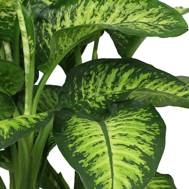 Dieffenbachia Maroba in Pure Soft