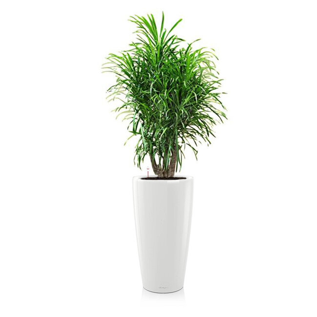 Dracaena Anita im selbstbewässernden Rondo