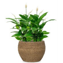 Einblatt Spathiphyllum im Bohemian Abby Straw Grass