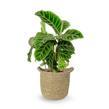 Seegras | Calathea