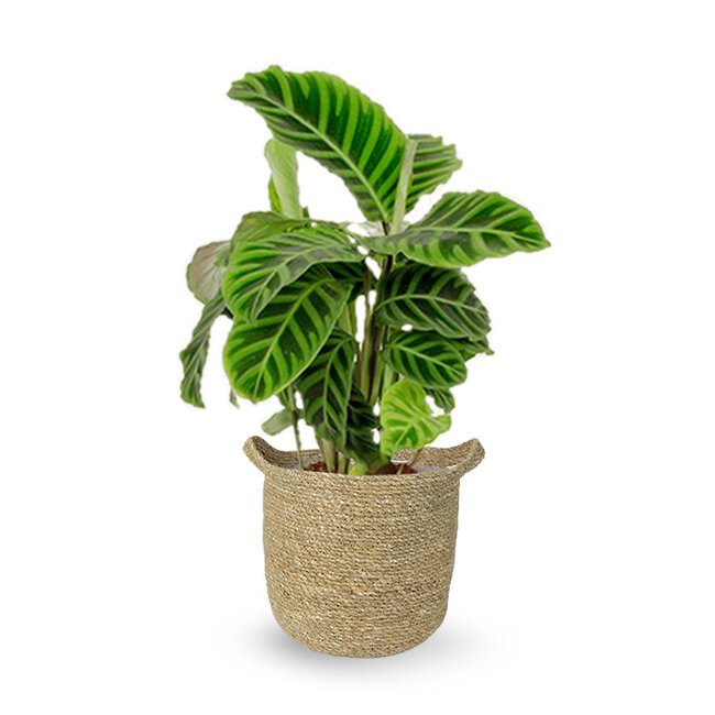 Calathea zebrina in Nelis natürlich