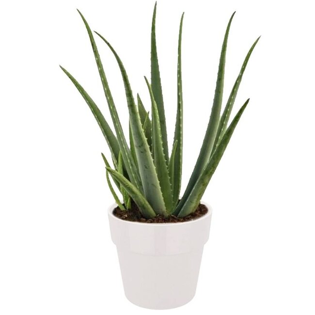 Aloe Vera Pflanze in Elho