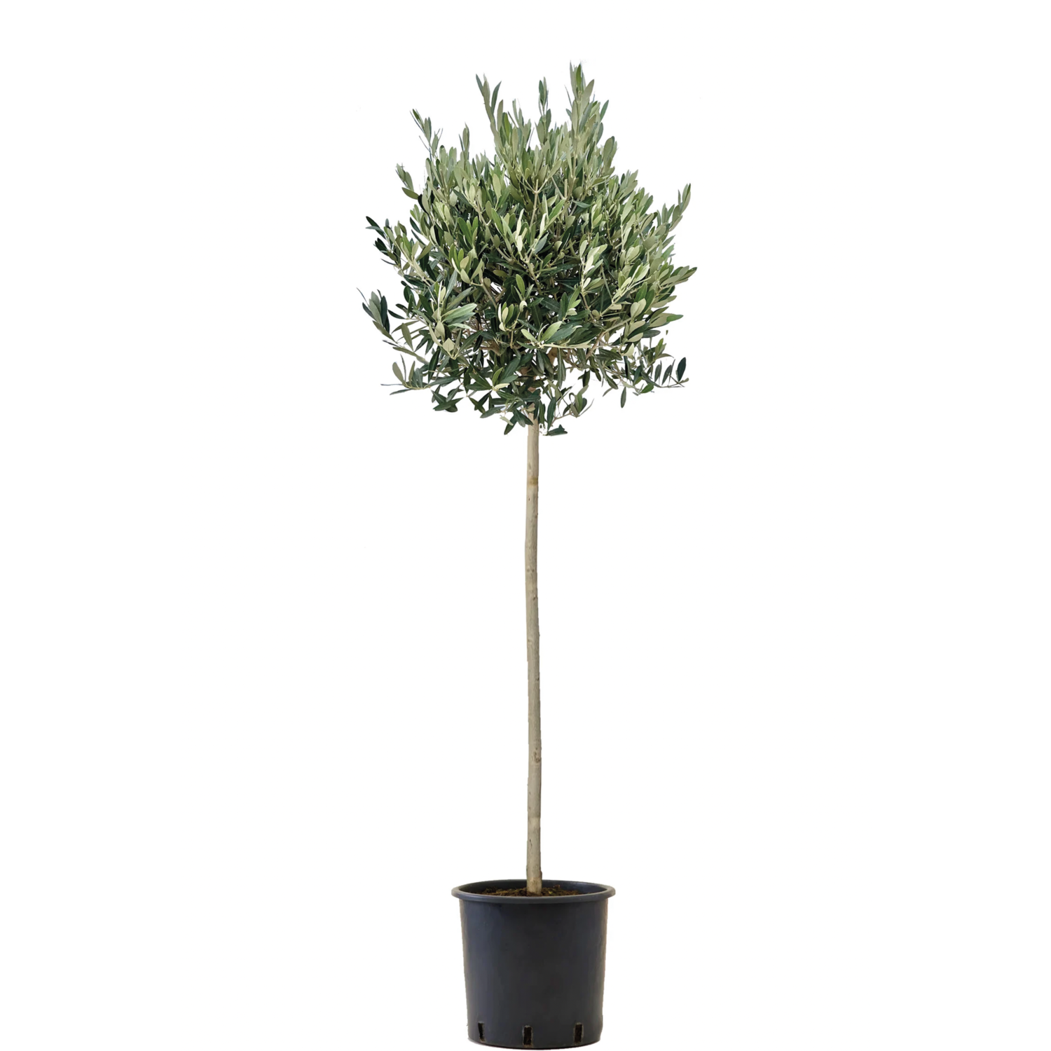 thuja smaragd online kaufen Thuja 