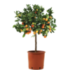 Orangenbaum M