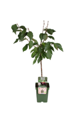 Kirschbaum Regina