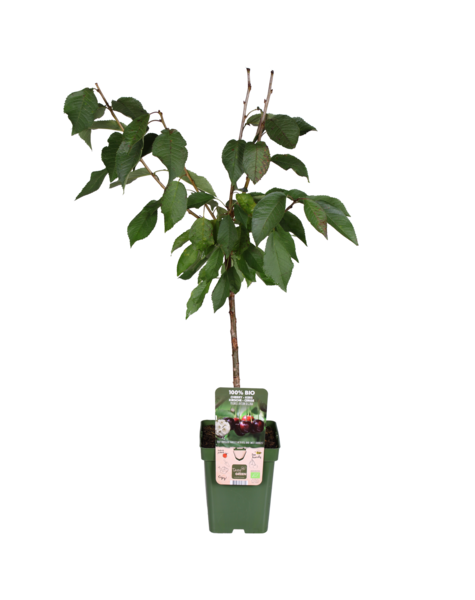 Kirschbaum