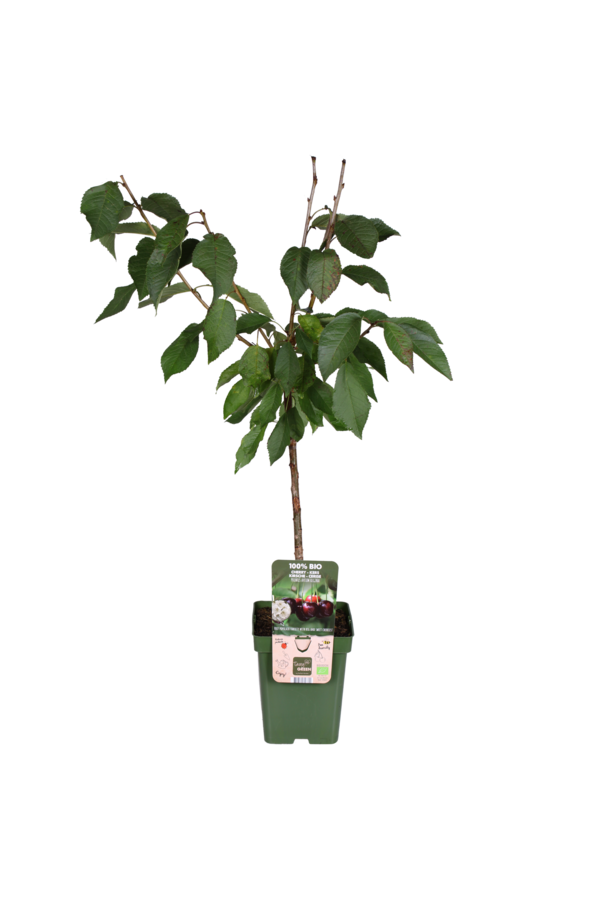Kirschbaum Regina