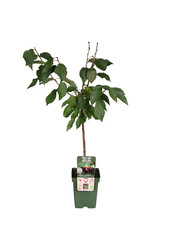 Kirschbaum Regina