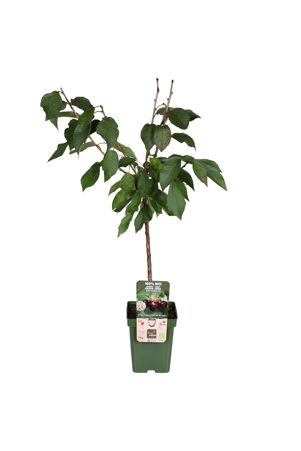 Kirschbaum Regina