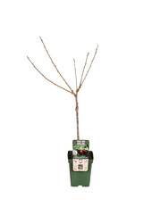 Kirschbaum Regina