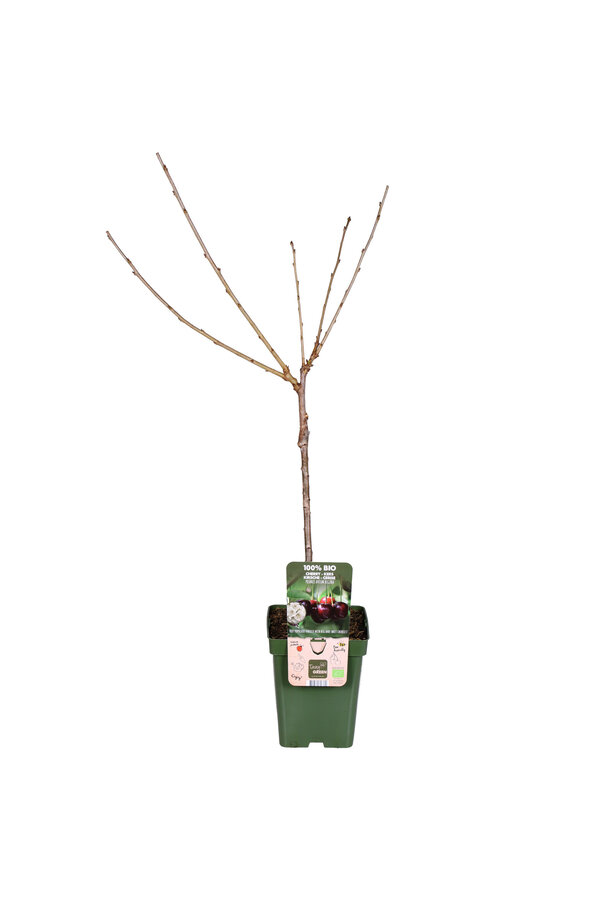 Kirschbaum Regina