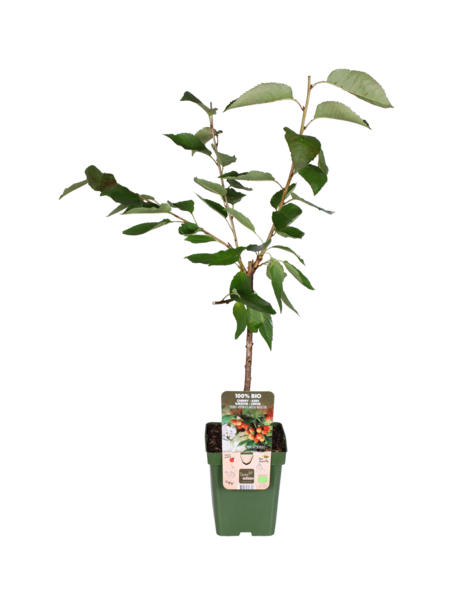 Kirschbaum