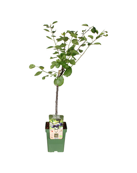 Pflaumenbaum