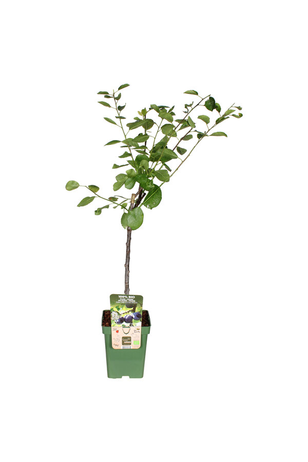 Pflaumenbaum Hauszwetsche