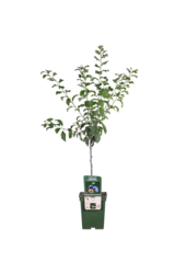 Pflaumenbaum Hauszwetsche