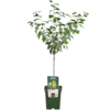 Pflaumenbaum Reine-Claude Vert