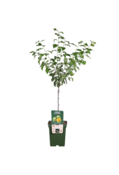 Pflaumenbaum Reine-Claude Vert